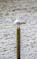 SW_Apr26-1393566