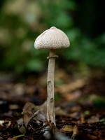 P1188207