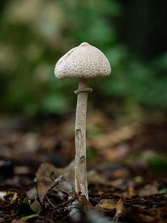P1188207