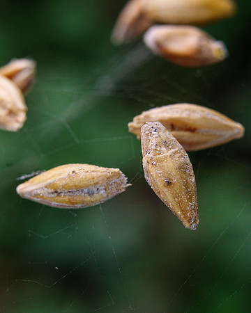 P1188272